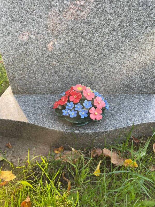 Polyanthus x Forget Me Not Mix